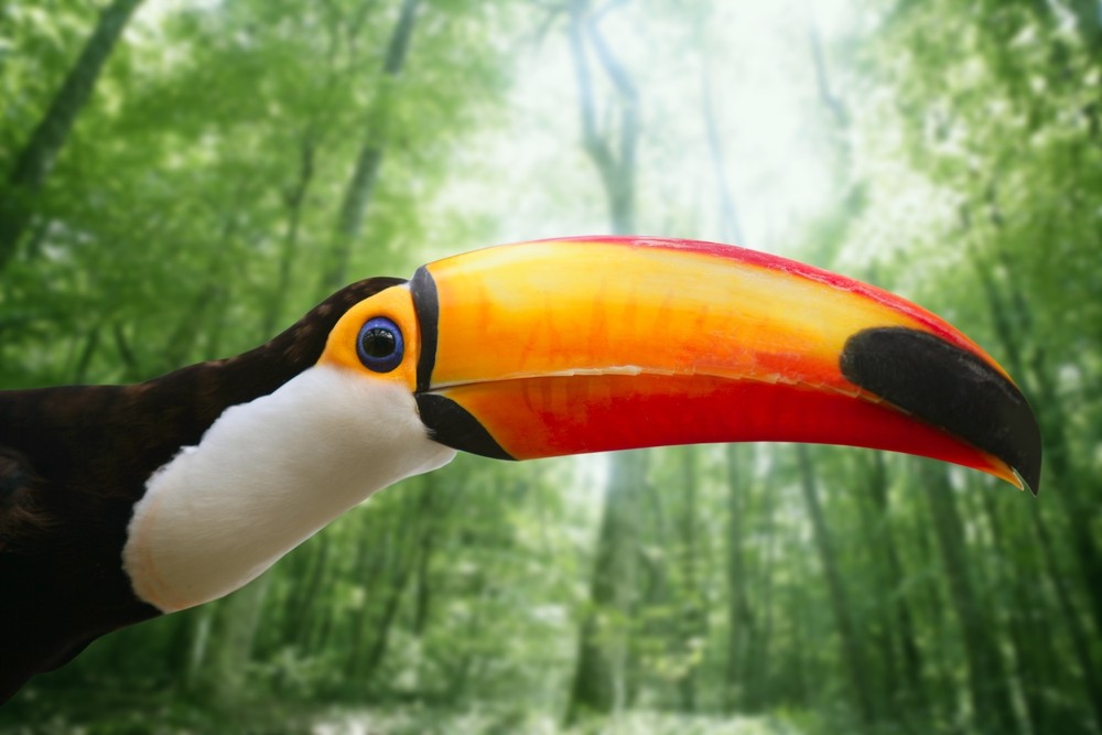 Kee billed Toucan bird colorful